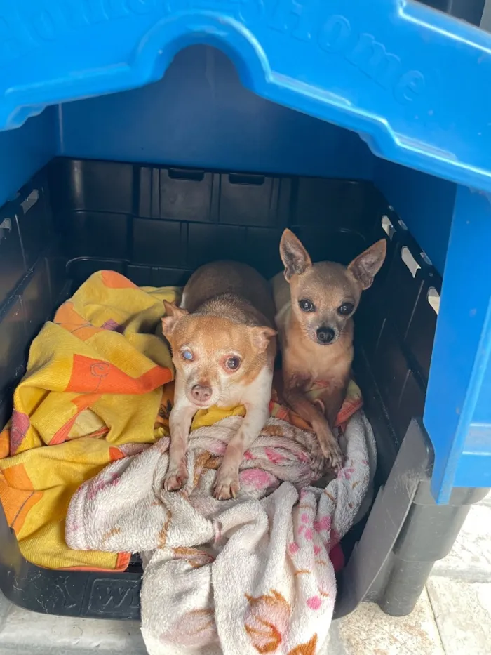 Cachorro raça Pinscher idade 5 anos nome Duque e stuart 