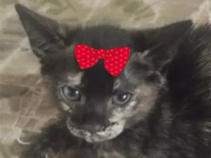 Gato raça SRD-ViraLata idade 2 a 6 meses nome Tina