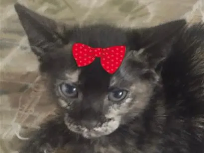 Gato raça SRD-ViraLata idade 2 a 6 meses nome Tina
