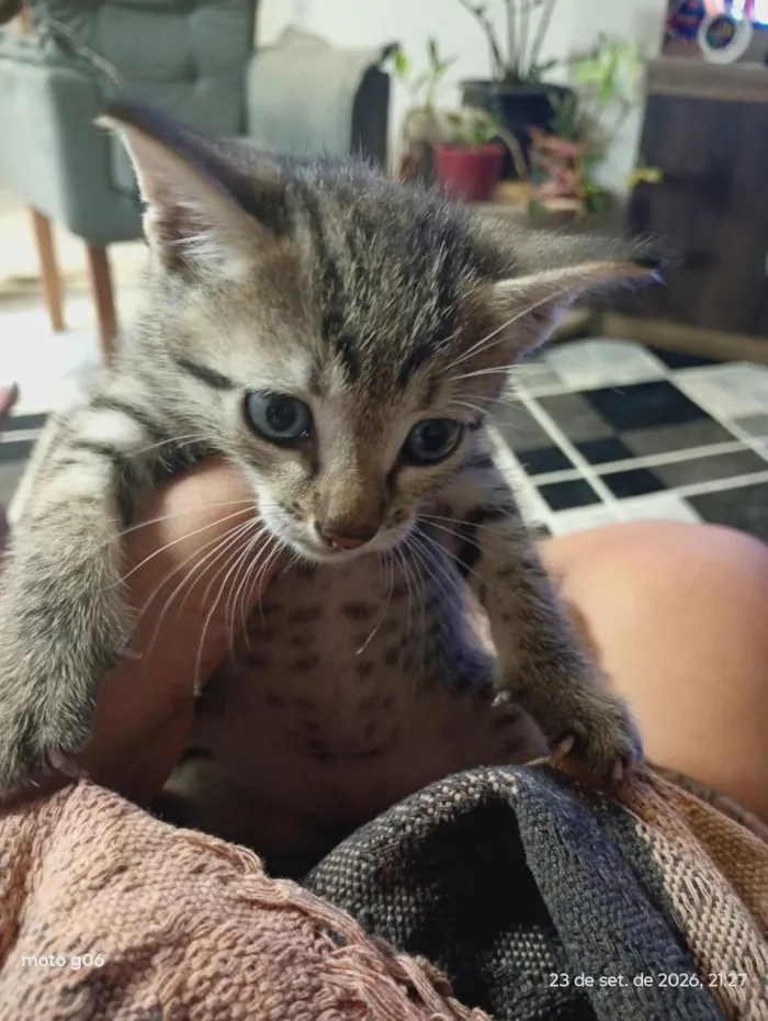 Gato raça SRD-ViraLata idade 2 a 6 meses nome ainda não tem nome