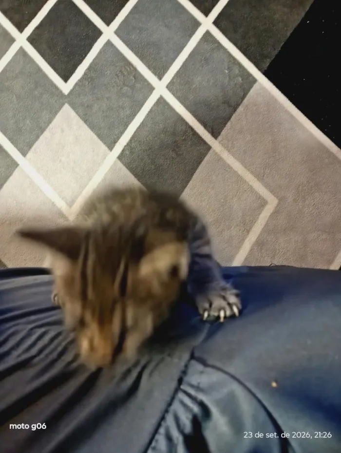 Gato raça SRD-ViraLata idade 2 a 6 meses nome ainda não tem nome