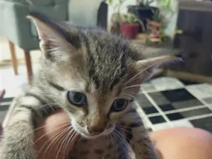 Gato raça SRD-ViraLata idade 2 a 6 meses nome ainda não tem nome