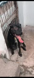 Lufi