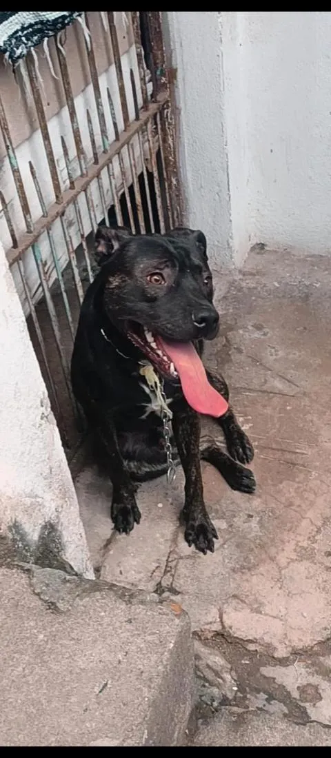 Cachorro raça Pit-Bull idade 2 anos nome Lufi