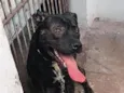 Lufi