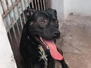 Cachorro raça Pit-Bull idade 2 anos nome Lufi