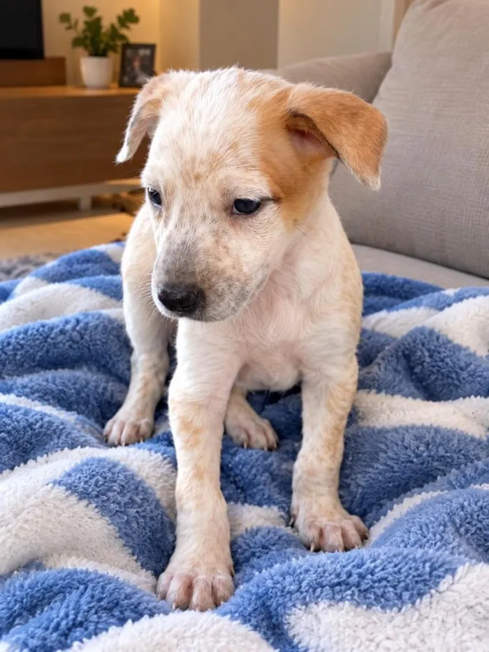 Cachorro raça SRD-ViraLata idade 2 a 6 meses nome Pedrinho