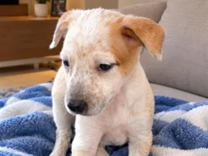 Cachorro raça SRD-ViraLata idade 2 a 6 meses nome Pedrinho