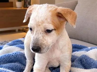 Cachorro raça SRD-ViraLata idade 2 a 6 meses nome Pedrinho