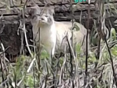 Gato raça SRD-ViraLata idade 2 anos nome não sei