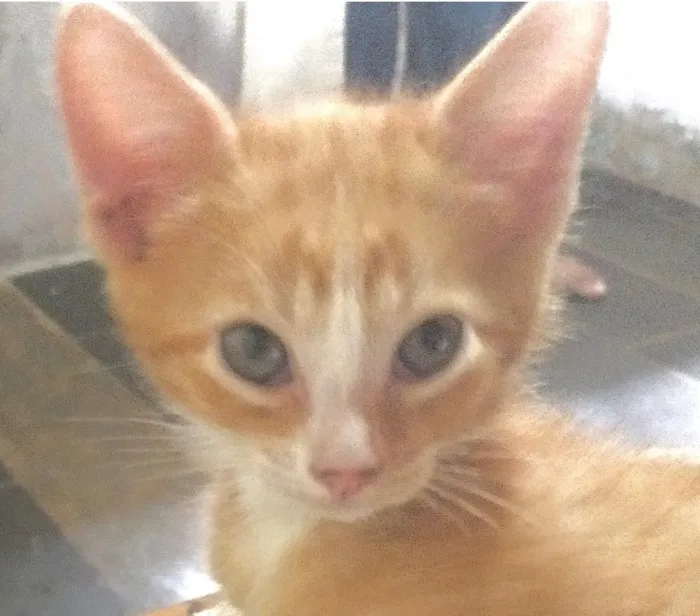 Gato raça SRD-ViraLata idade 2 a 6 meses nome Emílio