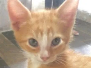 Gato raça SRD-ViraLata idade 2 a 6 meses nome Emílio