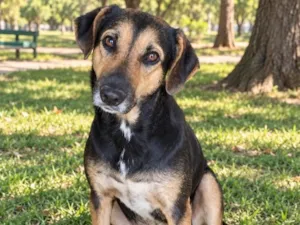 Cachorro raça SRD-ViraLata idade 1 ano nome Pandora
