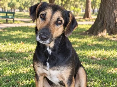 Cachorro raça SRD-ViraLata idade 1 ano nome Pandora
