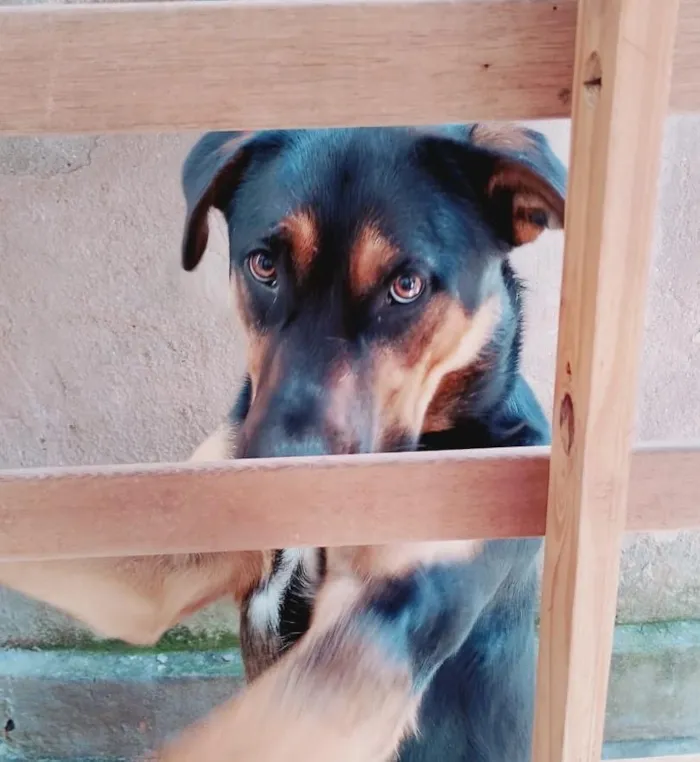 Cachorro raça SRD-ViraLata idade 2 anos nome Theo