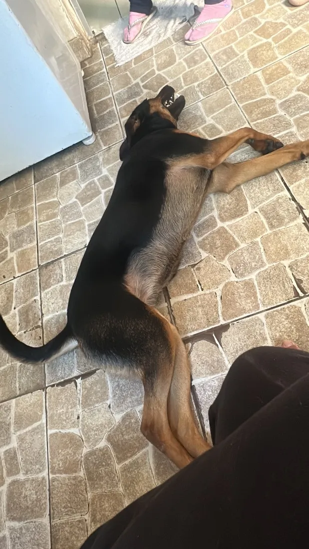 Cachorro raça SRD-ViraLata idade 2 anos nome Theo