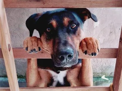 Cachorro raça SRD-ViraLata idade 2 anos nome Theo