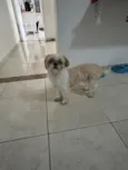 Caramelo