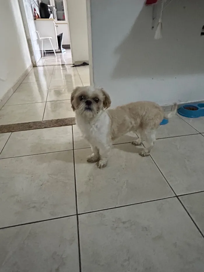 Cachorro raça Shitzu idade 1 ano nome Caramelo