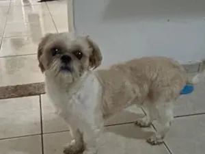 Cachorro raça Shitzu idade 1 ano nome Caramelo