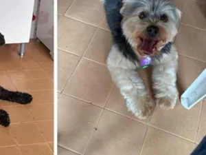 Cachorro raça SRD-ViraLata idade 6 ou mais anos nome Billy