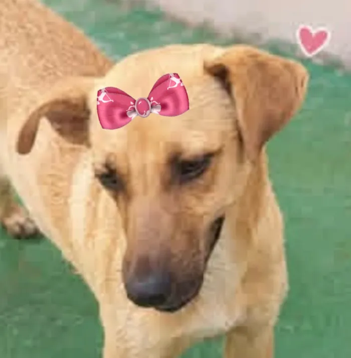 Cachorro raça SRD-ViraLata idade 7 a 11 meses nome Maju