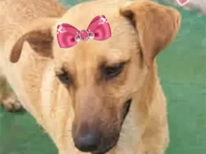 Cachorro raça SRD-ViraLata idade 7 a 11 meses nome Maju