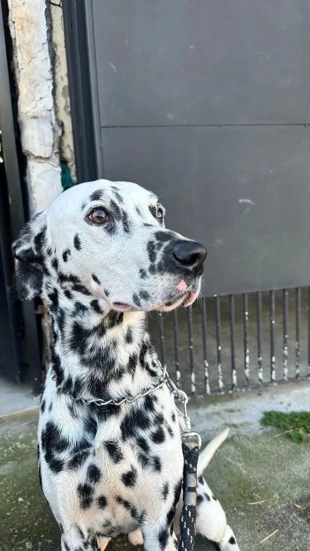 Cachorro raça Dálmata idade 5 anos nome Bradock 