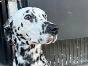 Cachorro raça Dálmata idade 5 anos nome Bradock 