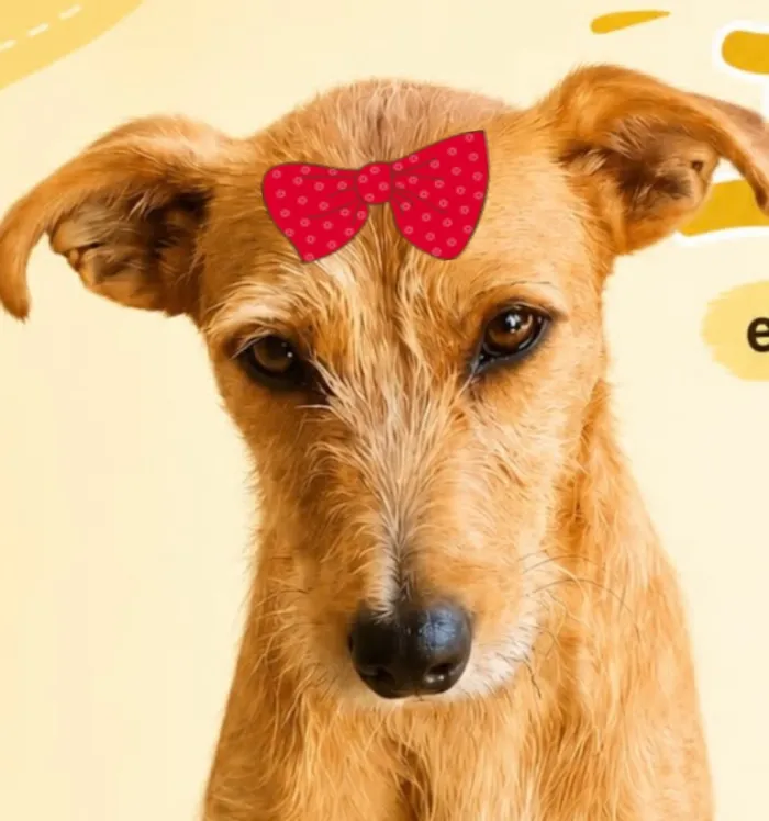 Cachorro raça SRD-ViraLata idade 1 ano nome Lili