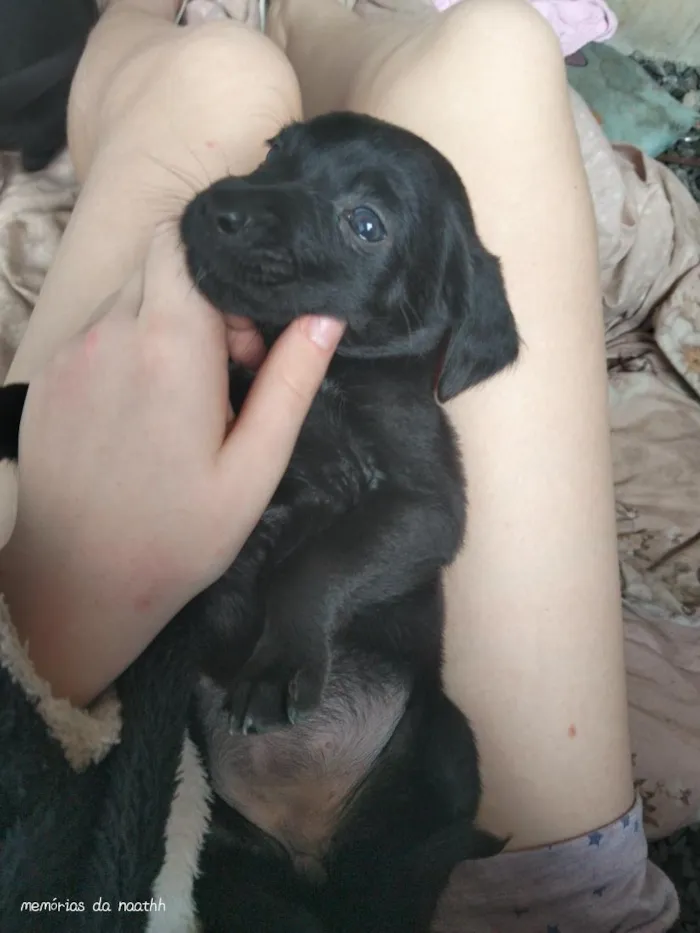 Cachorro raça SRD-ViraLata idade 2 a 6 meses nome Doce