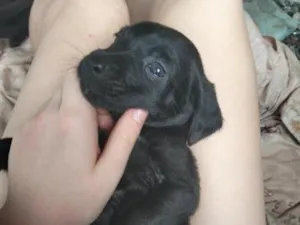 Cachorro raça SRD-ViraLata idade 2 a 6 meses nome Doce