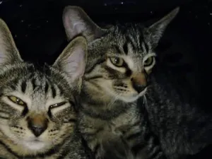 Gato raça SRD-ViraLata idade 2 a 6 meses nome Dengo e Xodó 