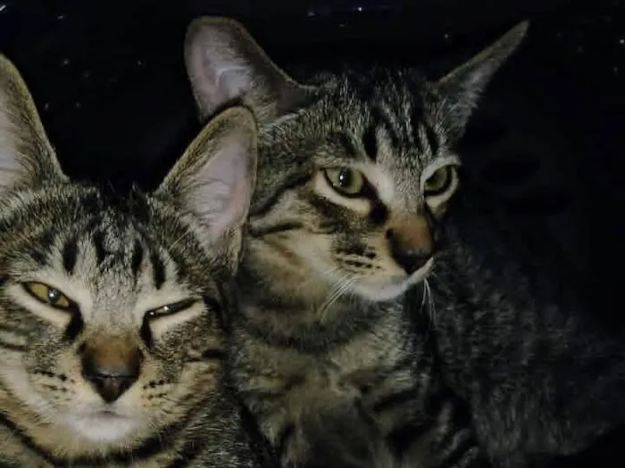Gato raça SRD-ViraLata idade 2 a 6 meses nome Dengo e Xodó 