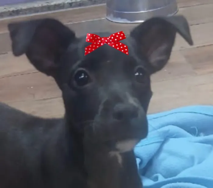 Cachorro raça SRD-ViraLata idade 2 a 6 meses nome Amora