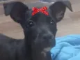 Amora