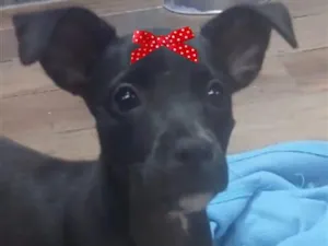 Cachorro raça SRD-ViraLata idade 2 a 6 meses nome Amora