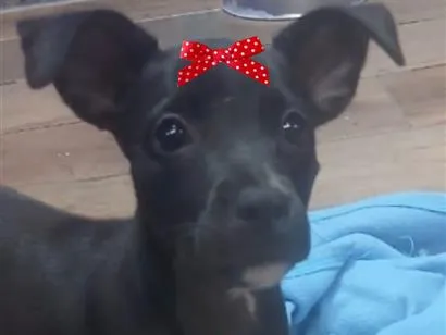 Cachorro raça SRD-ViraLata idade 2 a 6 meses nome Amora
