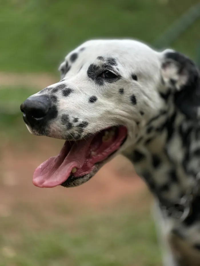 Cachorro raça Dálmata idade 5 anos nome Bradock 