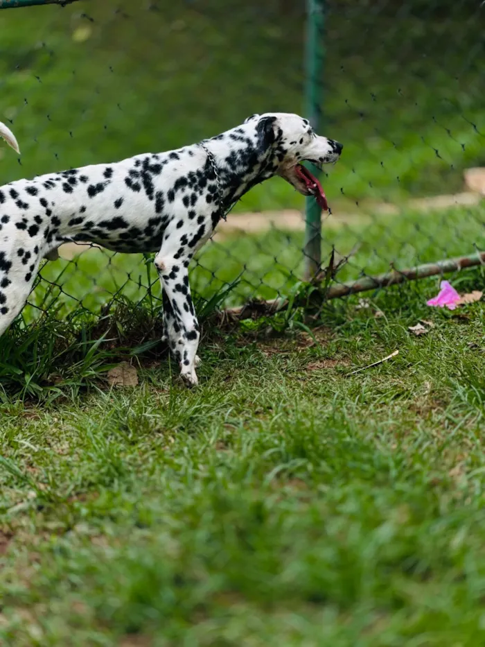 Cachorro raça Dálmata idade 5 anos nome Bradock 
