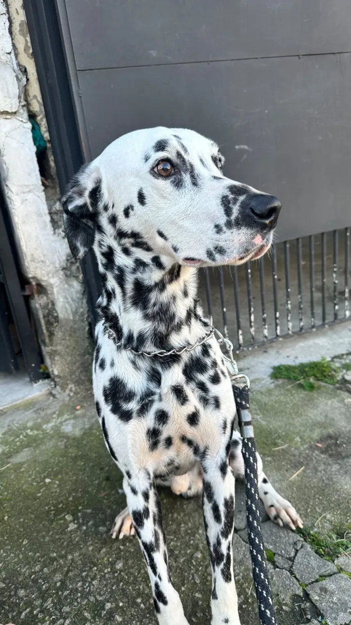 Cachorro raça Dálmata idade 5 anos nome Bradock 