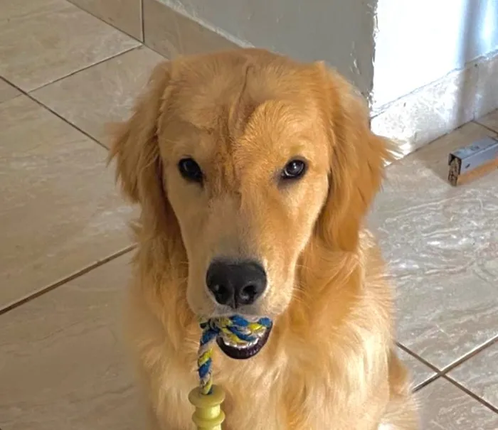 Cachorro raça Labrador idade 7 a 11 meses nome Luke