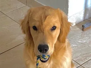 Cachorro raça Labrador idade 7 a 11 meses nome Luke