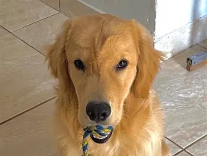 Cachorro raça Labrador idade 7 a 11 meses nome Luke