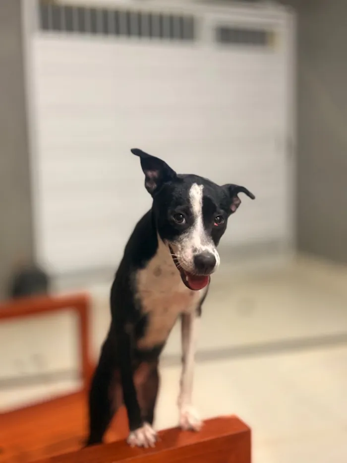 Cachorro raça SRD-ViraLata idade 1 ano nome Florinha