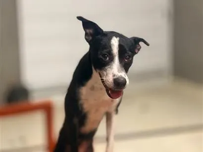 Cachorro raça SRD-ViraLata idade 1 ano nome Florinha