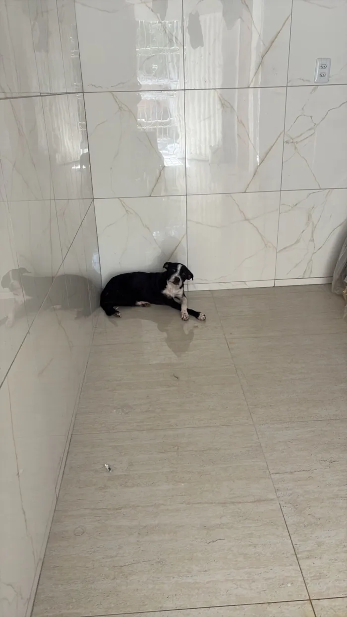 Cachorro raça SRD-ViraLata idade 1 ano nome Florinha