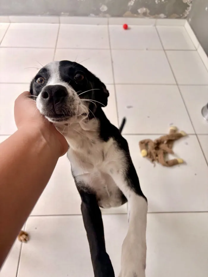 Cachorro raça SRD-ViraLata idade 1 ano nome Florinha