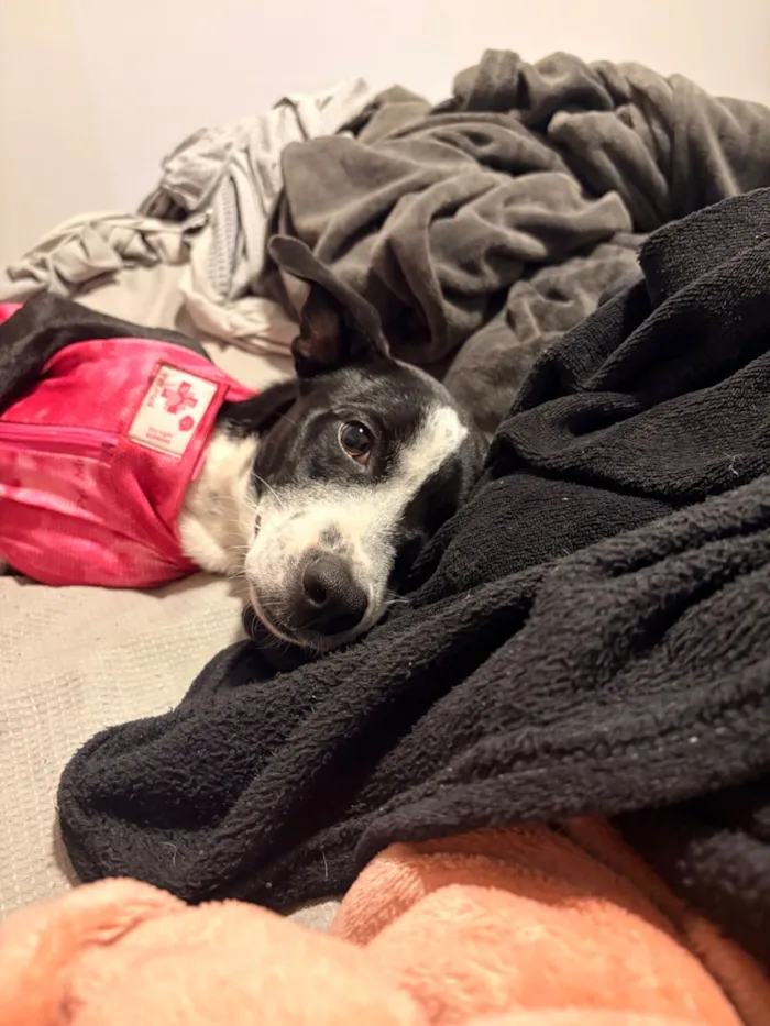 Cachorro raça SRD-ViraLata idade 1 ano nome Florinha