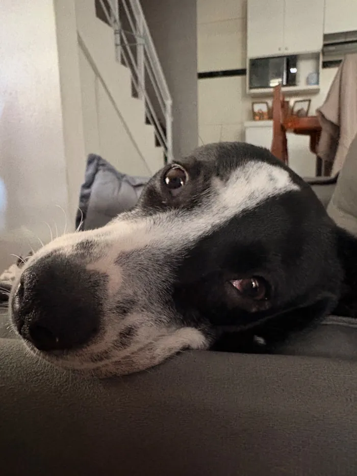 Cachorro raça SRD-ViraLata idade 1 ano nome Florinha